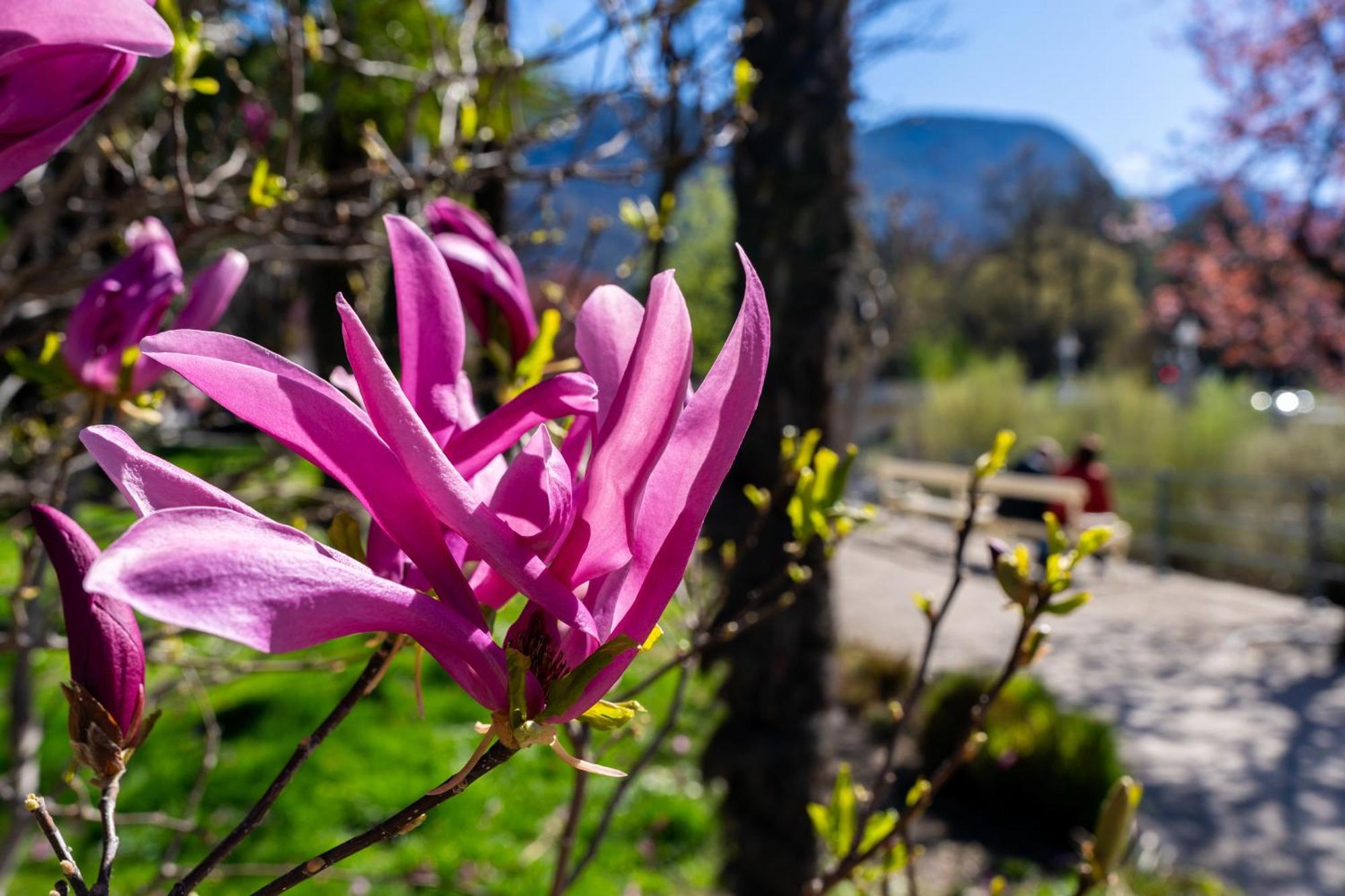 Ausblick Kleinjuwel Mit Panoramablick + Garage Διαμέρισμα Μεράνο Εξωτερικό φωτογραφία